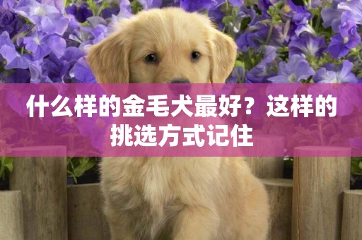什么樣的金毛犬最好？這樣的挑選方式記住