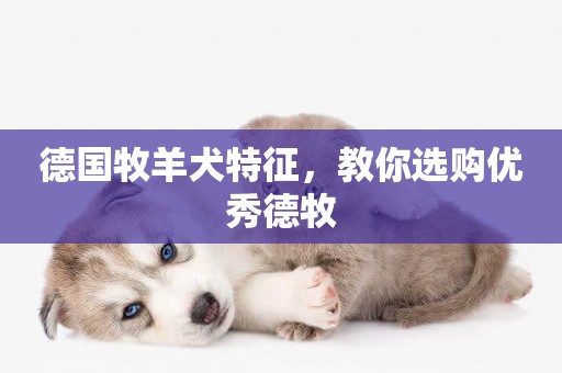 德國牧羊犬特征，教你選購優秀德牧