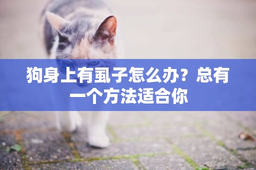 狗身上有虱子怎么辦？總有一個方法適合你