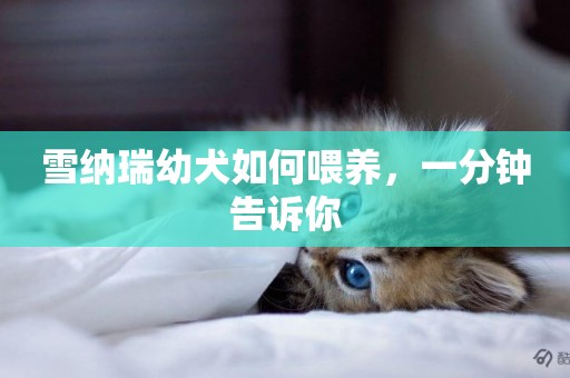 雪納瑞幼犬如何喂養，一分鐘告訴你