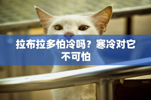 拉布拉多怕冷嗎？寒冷對它不可怕