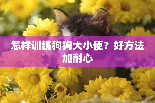 怎樣訓練狗狗大小便？好方法加耐心