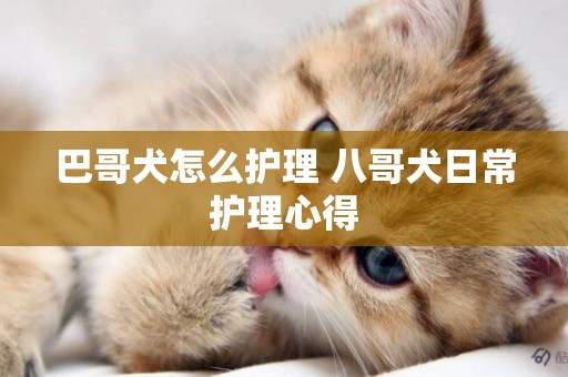 巴哥犬怎么護理 八哥犬日常護理心得