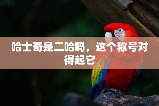 哈士奇是二哈嗎，這個稱號對得起它