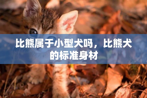 比熊屬于小型犬嗎，比熊犬的標準身材