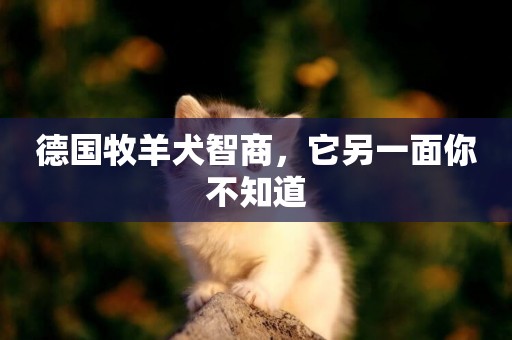 德國牧羊犬智商，它另一面你不知道