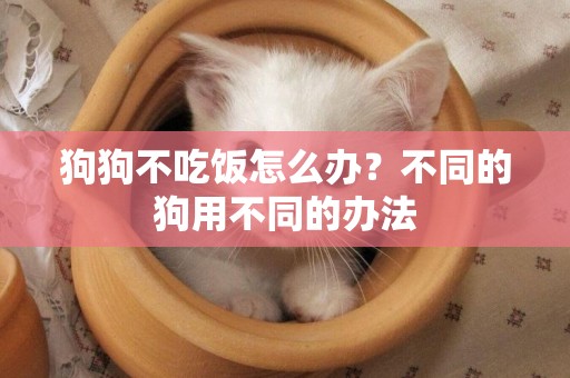 狗狗不吃飯怎么辦？不同的狗用不同的辦法