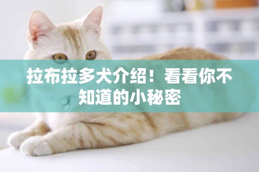 拉布拉多犬介紹！看看你不知道的小秘密