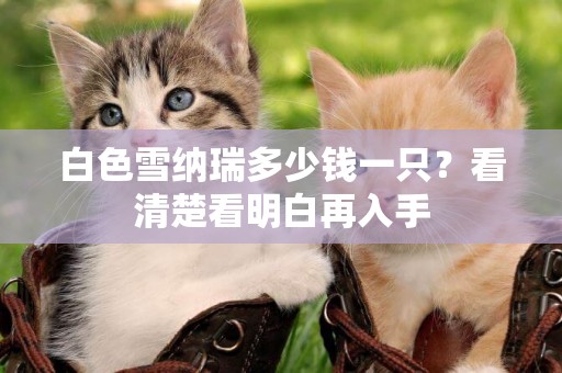 白色雪納瑞多少錢一只？看清楚看明白再入手