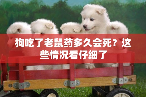 狗吃了老鼠藥多久會死？這些情況看仔細了