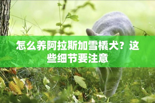 怎么養阿拉斯加雪橇犬？這些細節要注意