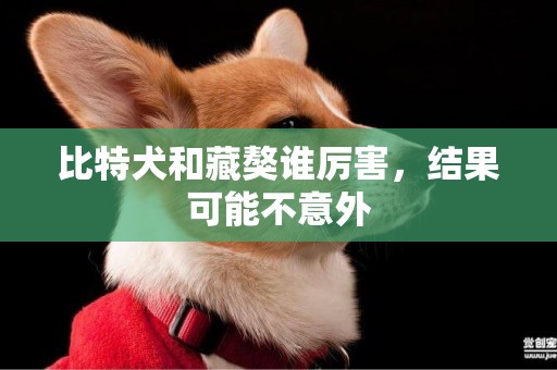 比特犬和藏獒誰厲害，結果可能不意外