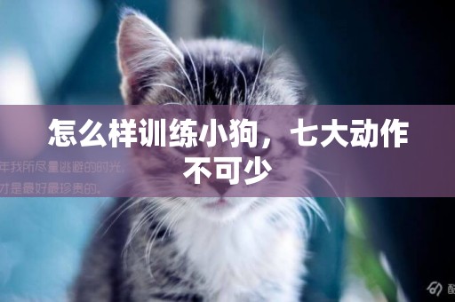 怎么樣訓練小狗，七大動作不可少