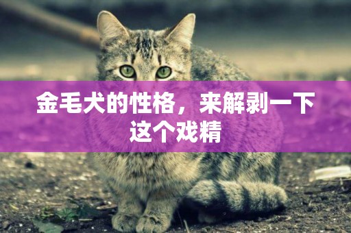 金毛犬的性格，來解剝一下這個戲精