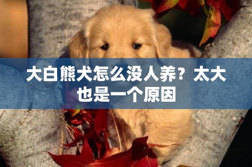 大白熊犬怎么沒人養？太大也是一個原因