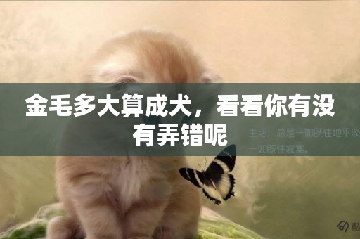 金毛多大算成犬，看看你有沒有弄錯呢