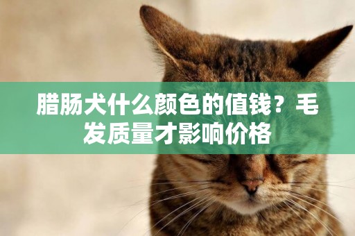 臘腸犬什么顏色的值錢？毛發質量才影響價格