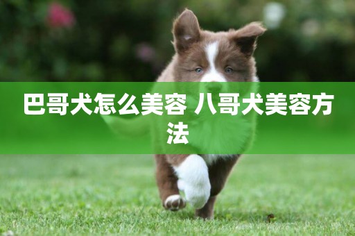 巴哥犬怎么美容 八哥犬美容方法