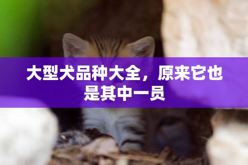 大型犬品種大全，原來它也是其中一員