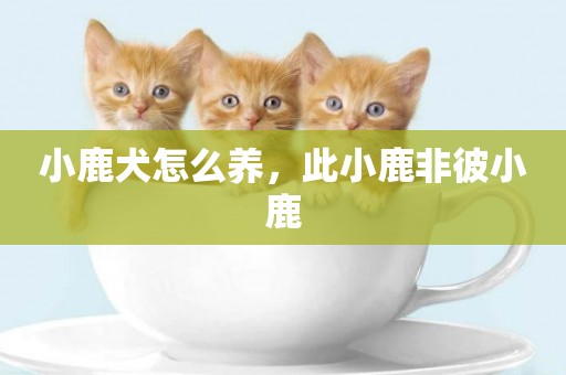 小鹿犬怎么養，此小鹿非彼小鹿