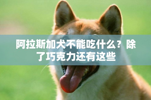 阿拉斯加犬不能吃什么？除了巧克力還有這些