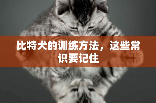 比特犬的訓練方法，這些常識要記住