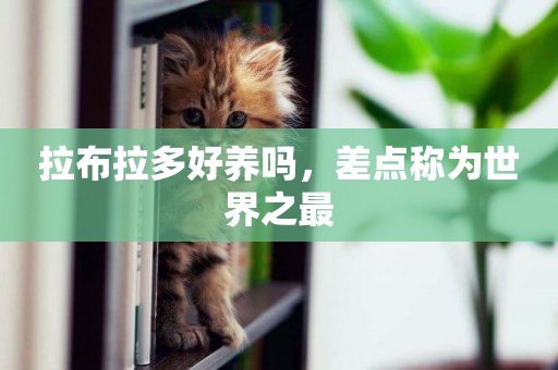 拉布拉多好養嗎，差點稱為世界之最