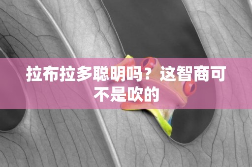 拉布拉多聰明嗎？這智商可不是吹的