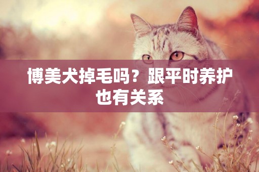 博美犬掉毛嗎？跟平時養護也有關系