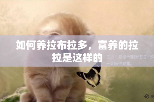 如何養拉布拉多，富養的拉拉是這樣的