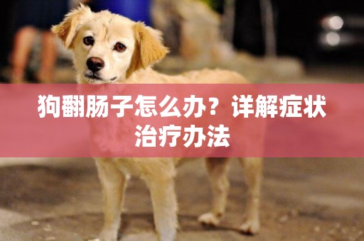 狗翻腸子怎么辦？詳解癥狀治療辦法
