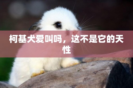 柯基犬愛叫嗎，這不是它的天性