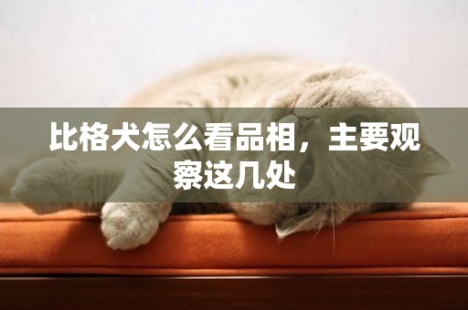 比格犬怎么看品相，主要觀察這幾處