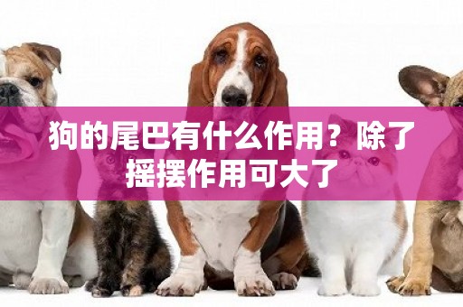 狗的尾巴有什么作用？除了搖擺作用可大了