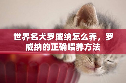 世界名犬羅威納怎么養，羅威納的正確喂養方法