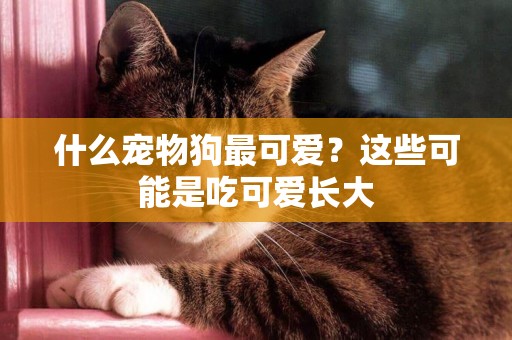什么寵物狗最可愛？這些可能是吃可愛長大
