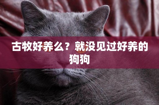 古牧好養么？就沒見過好養的狗狗