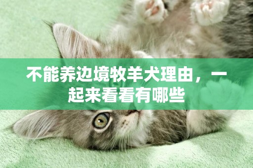 不能養邊境牧羊犬理由，一起來看看有哪些