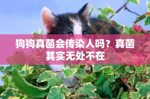 狗狗真菌會傳染人嗎？真菌其實無處不在