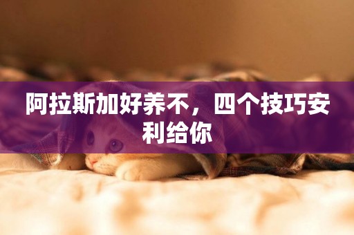 阿拉斯加好養不，四個技巧安利給你