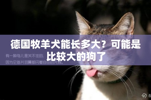 德國牧羊犬能長多大？可能是比較大的狗了