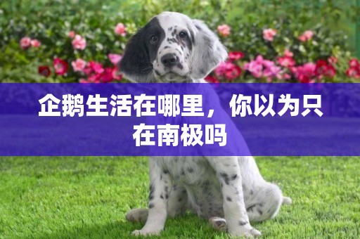 企鵝生活在哪里，你以為只在南極嗎