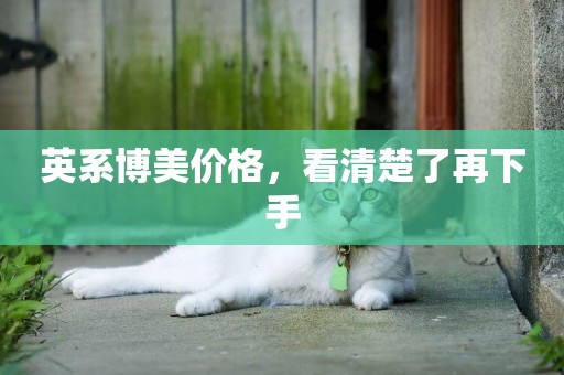 英系博美價格，看清楚了再下手