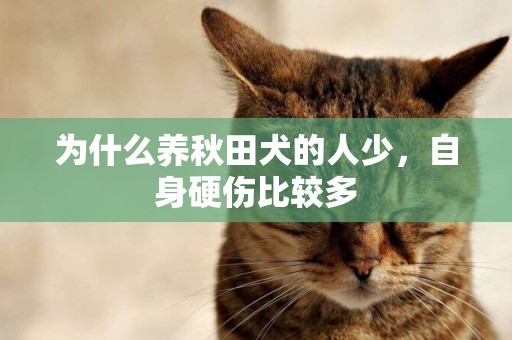 為什么養秋田犬的人少，自身硬傷比較多