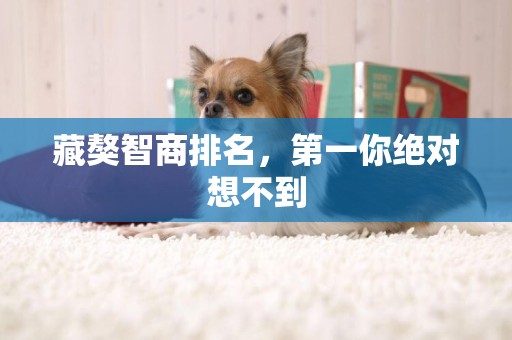 藏獒智商排名，第一你絕對想不到