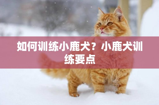 如何訓練小鹿犬？小鹿犬訓練要點