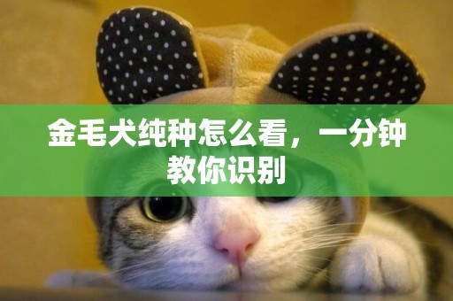 金毛犬純種怎么看，一分鐘教你識別