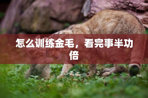 怎么訓練金毛，看完事半功倍