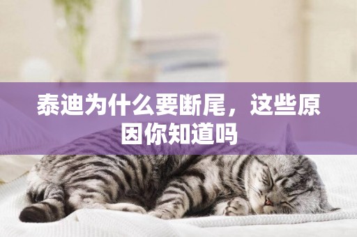 泰迪為什么要斷尾，這些原因你知道嗎