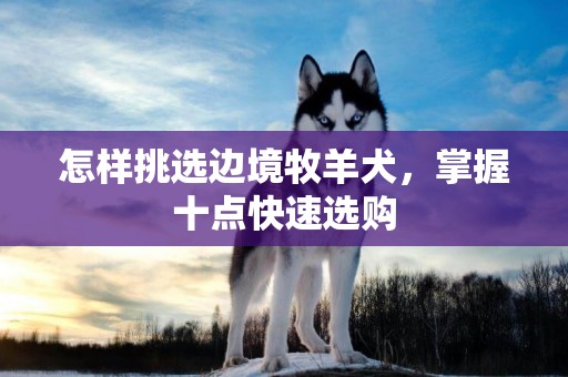 怎樣挑選邊境牧羊犬，掌握十點快速選購